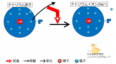 ナトリウムのイオン.jpg