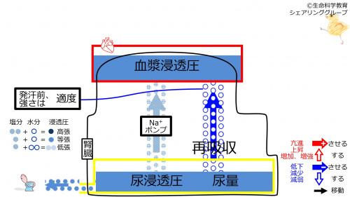 ReabsorptionbeforeSweating-Jpn-2020.jpg