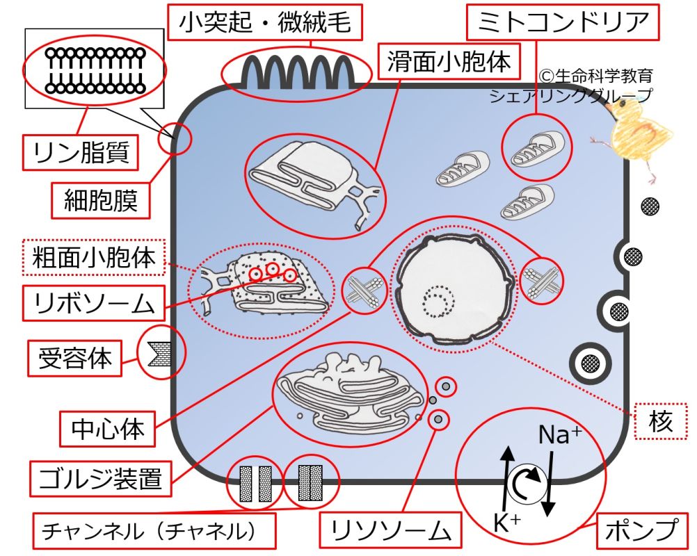 CellOrganelleBasicSummary-Jpn.jpg