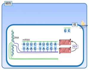 /wiki/images/thumb/2/22/MRNA%E3%81%B8%E3%81%AE%E8%BB%A2%E5%86%99.jpg/300px-MRNA%E3%81%B8%E3%81%AE%E8%BB%A2%E5%86%99.jpg