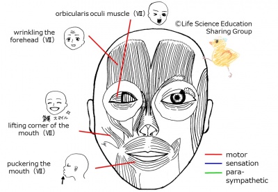 Cranial07E 2.jpg