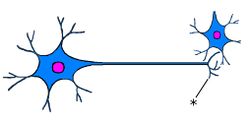 /wiki/images/thumb/2/26/NeuronQ5.jpg/250px-NeuronQ5.jpg