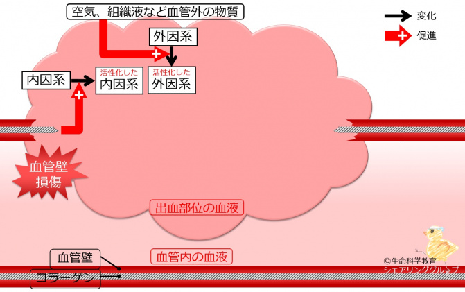 外因系内因系活性化.jpg