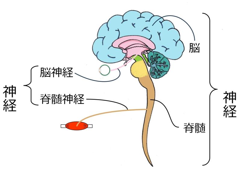 ファイル:03289-wb.jpg