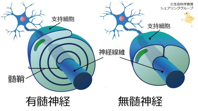 Myelin-basic-Jpn.jpg