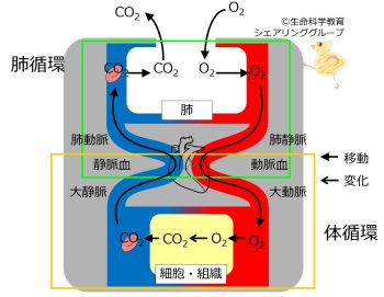 /wiki/images/thumb/2/2a/Respiratory_summary_o2_co2.jpg/350px-Respiratory_summary_o2_co2.jpg