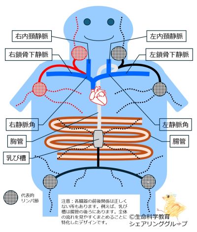 リンパ管全体像.jpg