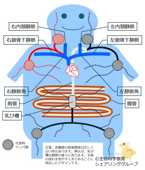 リンパ管全体像.jpg