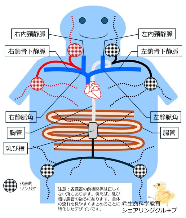 リンパ管全体像.jpg