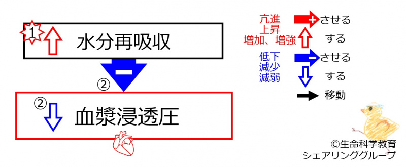 ファイル:IncreasedWaterReabsorptionBasic-JPN.jpg