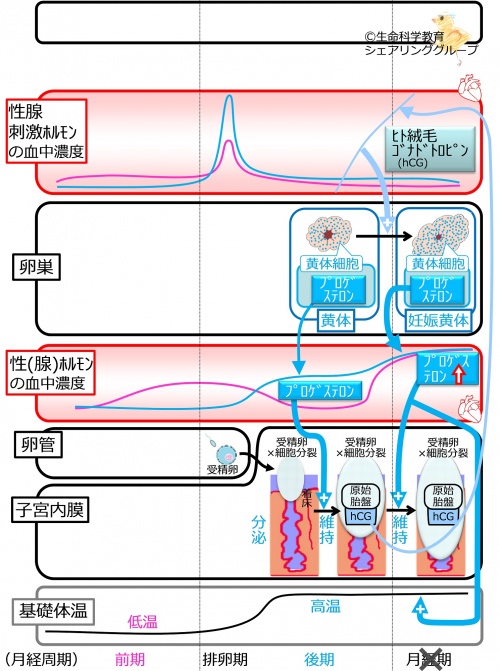 妊娠の成立.jpg