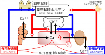 副甲状腺ホルモン負のフィードバック.jpg