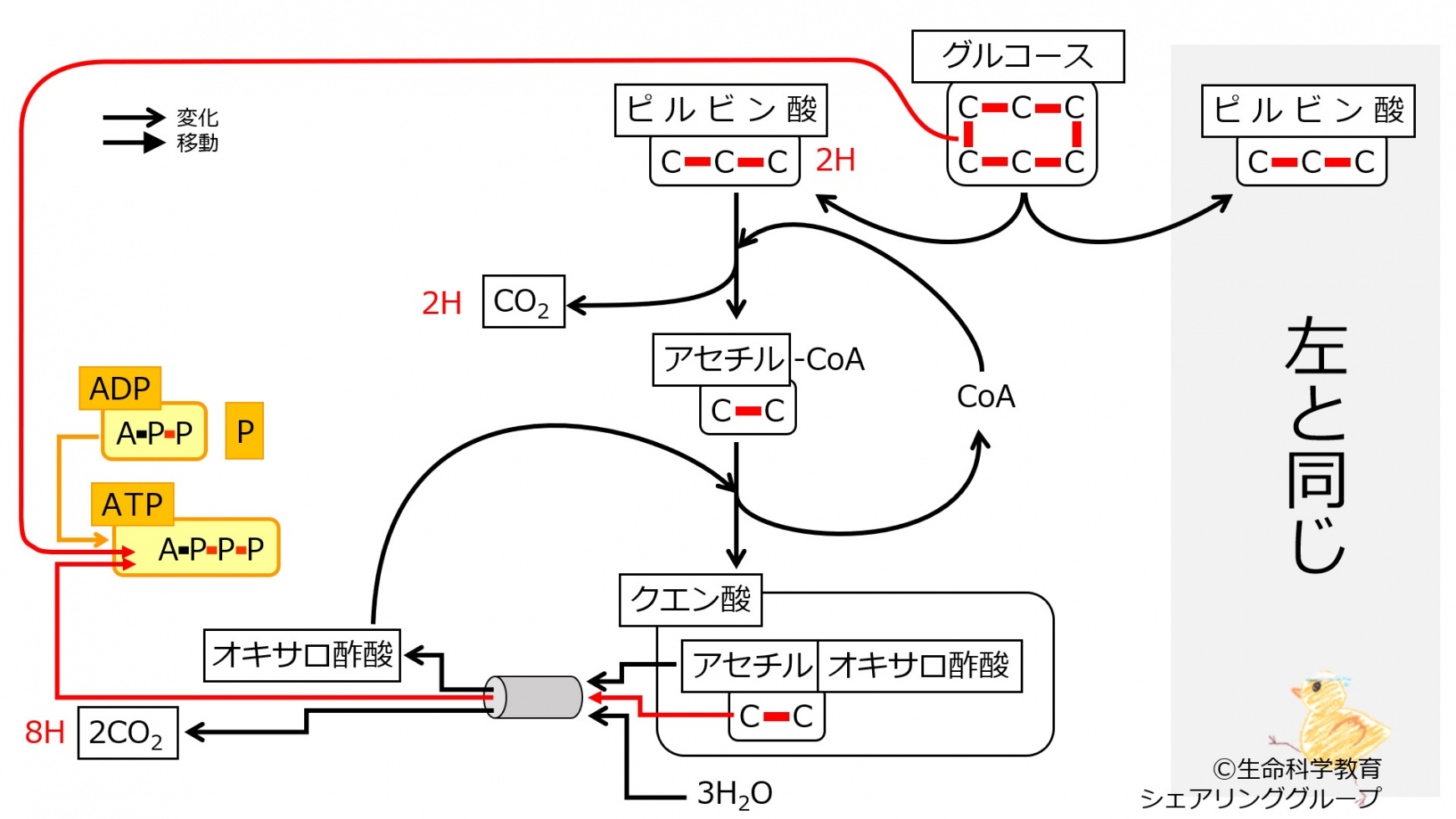 EnergyMetabolismNumberOfC-SemiSummary-Jpn.jpg