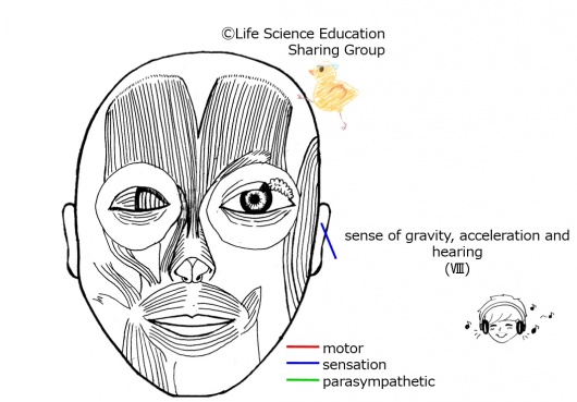 Cranial08E.jpg