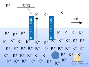 /wiki/images/thumb/3/32/Kchannel_diffusion_ja.jpg/300px-Kchannel_diffusion_ja.jpg