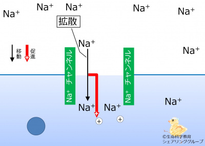 Nachannel_diffusion2potential.jpg