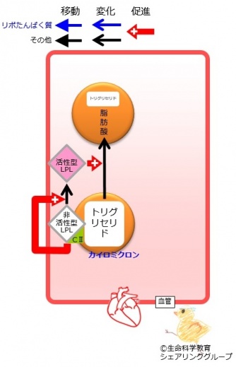 アポリポたんぱく質CII カイロミクロン.jpg