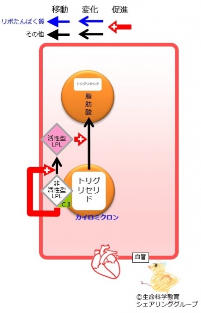 アポリポたんぱく質CII_カイロミクロン.jpg