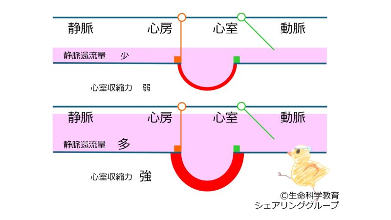ファイル:Heart-StarlingLaw-basic-Jpn.jpg