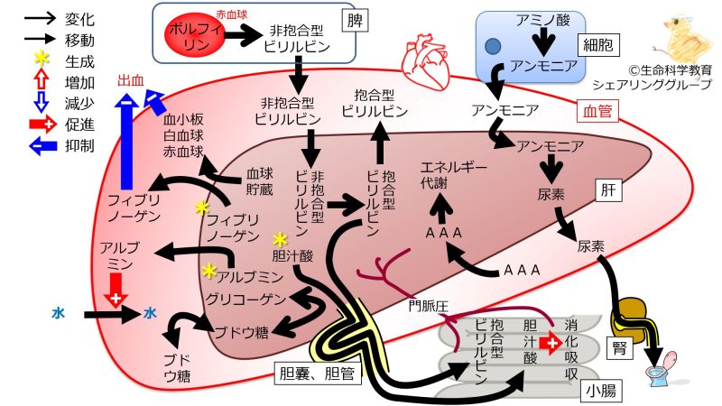 ファイル:肝機能まとめ.jpg