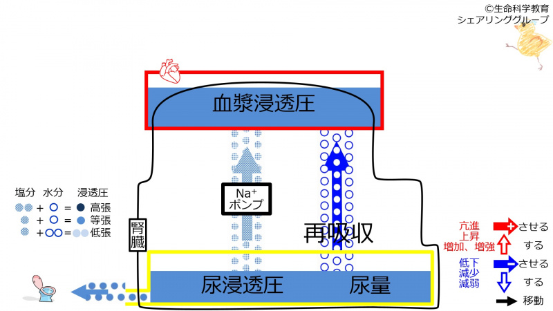 ファイル:6-incReabsorption1-effect.jpg