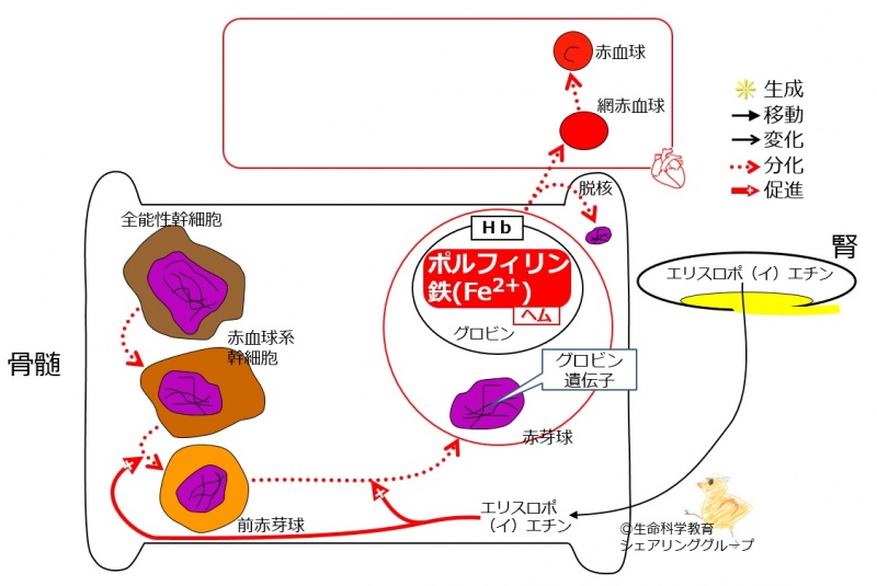 ファイル:EPO-basic.jpg