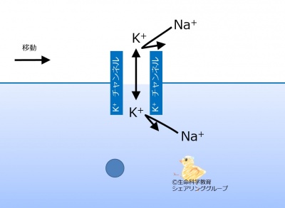 Kchannel_specificity_ja.jpg