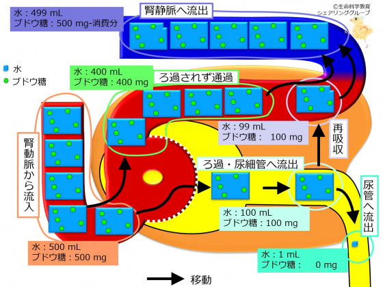 Nephronglucosedynamics.jpg