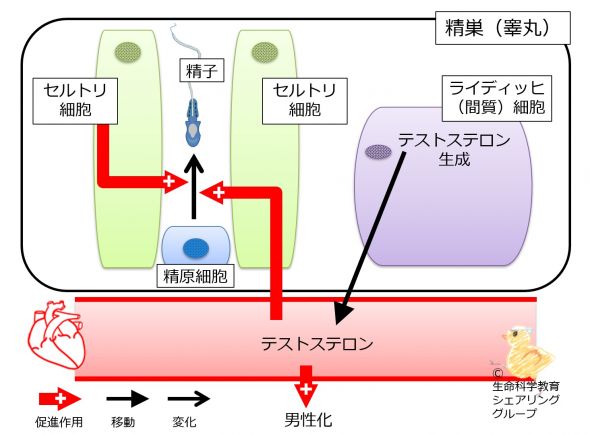 /wiki/images/thumb/4/4e/TestisCells.jpg/590px-TestisCells.jpg