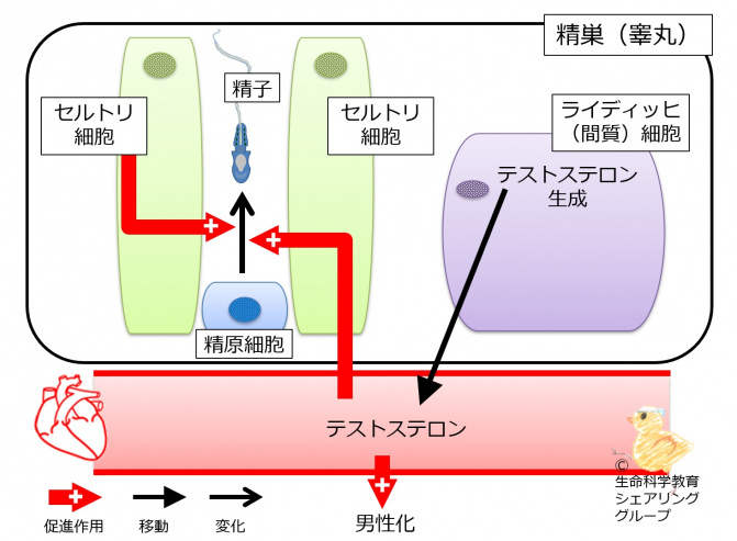 TestisCells.jpg