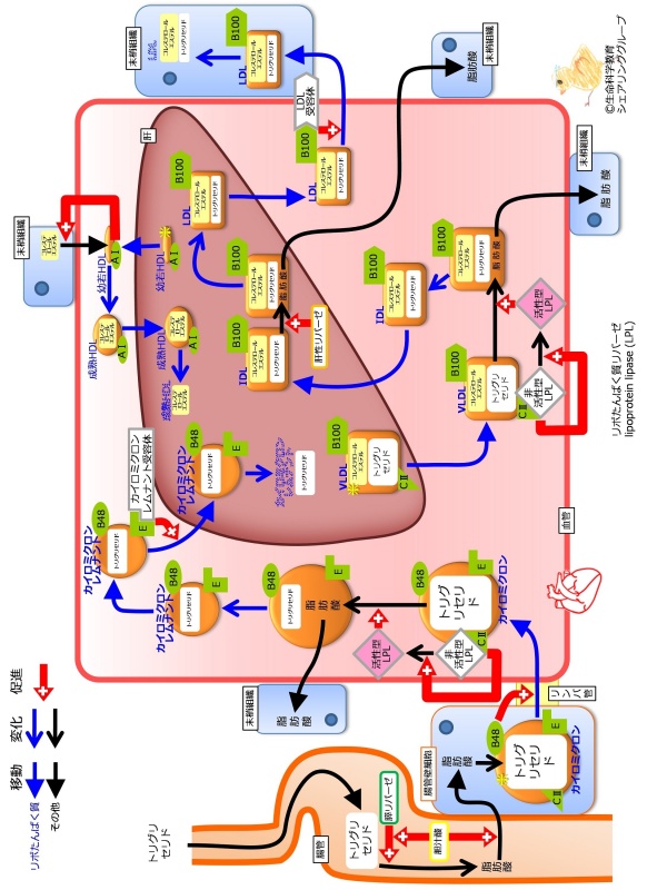 リポたんぱく質まとめ.jpg
