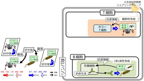 /wiki/images/thumb/5/52/DefenceBcellTcell-intro-Jpn.jpg/500px-DefenceBcellTcell-intro-Jpn.jpg