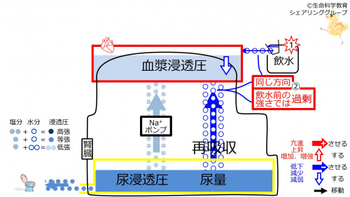 ReabsorptionAfterWater-Jpn-2020.jpg