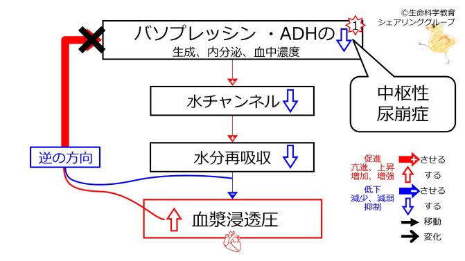 CentralDiabetesInsipidus-Simple-Jpn.jpg