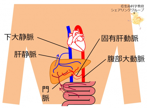 Liver-blood-vessels.jpg