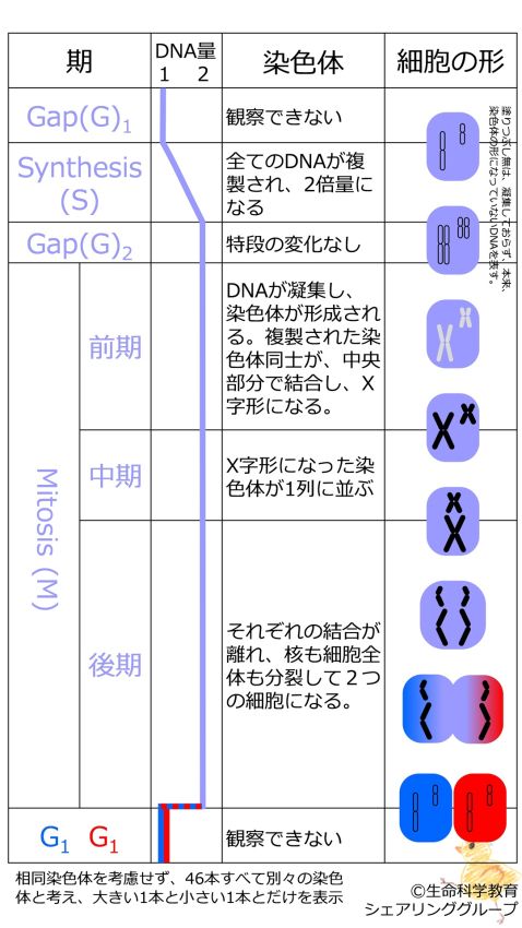 Mitosis basic Jpn.jpg