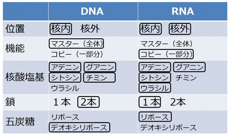 ファイル:DNARNAtable-2.jpg