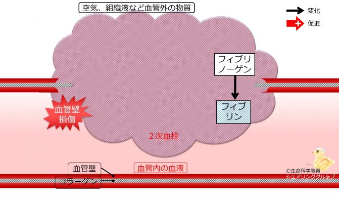 CoagulationIntroBasic-Jpn.jpg