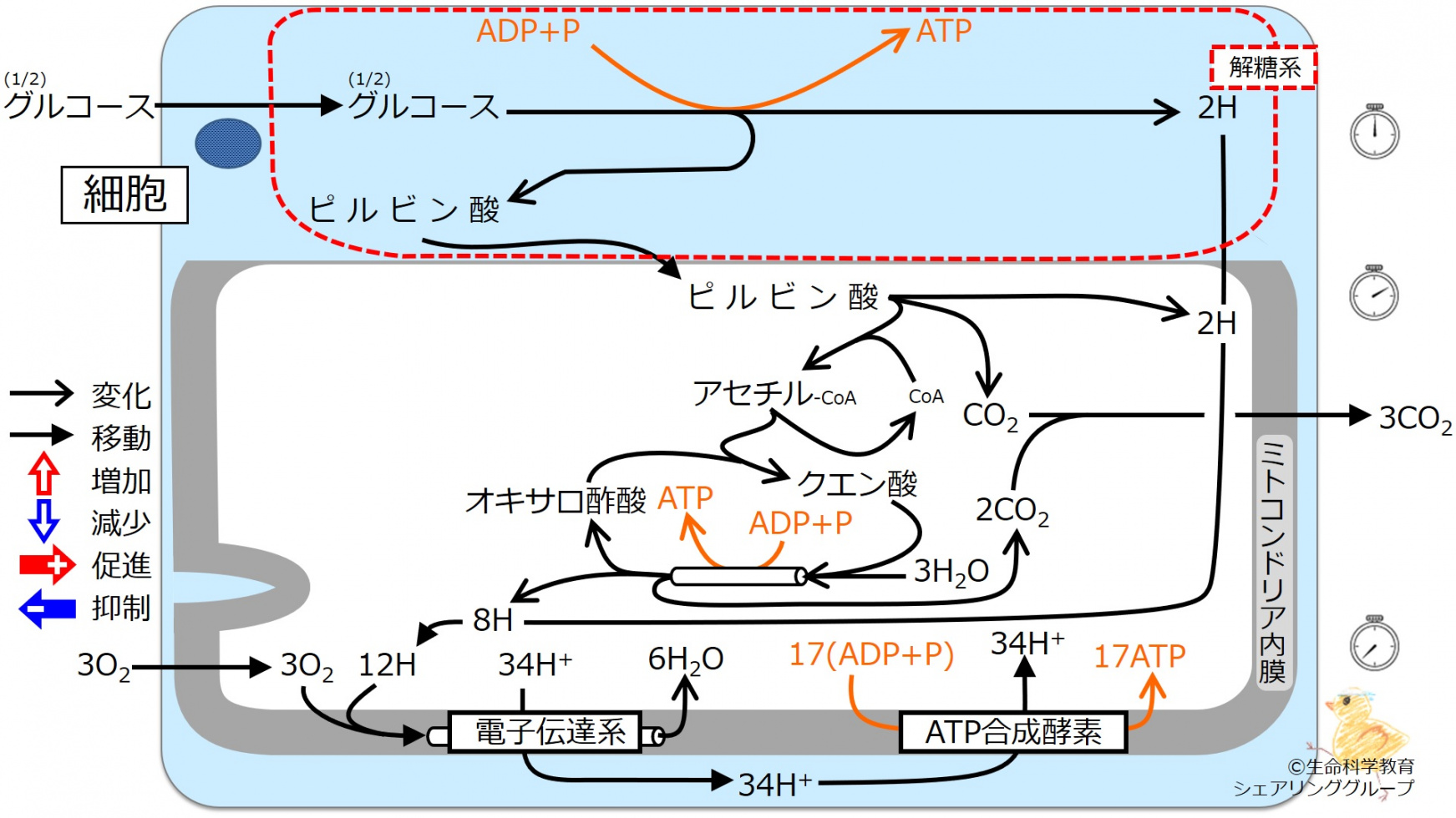 EnergyMetabolismIntro-ja.jpg