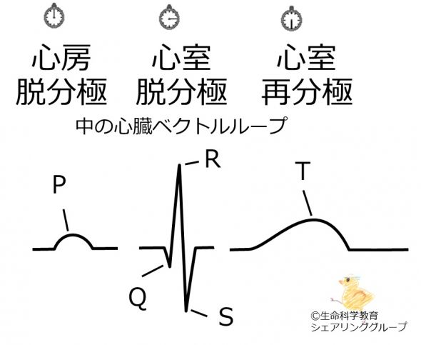 /wiki/images/thumb/5/5c/Ecgwaveandhearcellactivity.jpg/590px-Ecgwaveandhearcellactivity.jpg