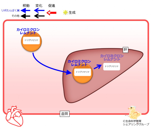 カイロミクロンレムナント移動.jpg