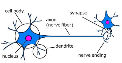 Neuron anat.jpg