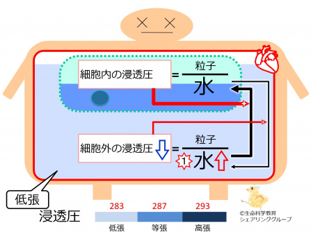 OsmosisHypoTonic-basic-Jpn.jpg