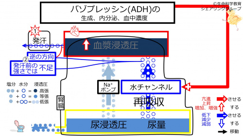 6-ADHcontrol-sweat1-2020.jpg