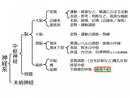 BrainLocalization-2.jpg