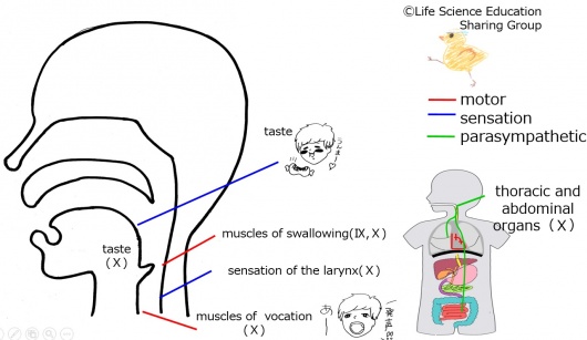 Cranial10E.jpg