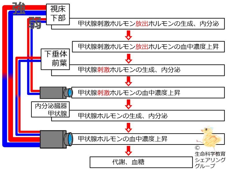 ファイル:04620.jpg