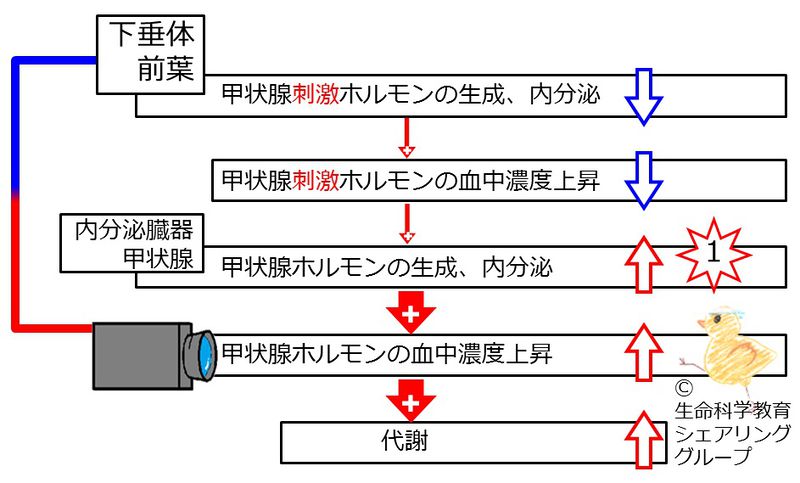 ファイル:04623.jpg