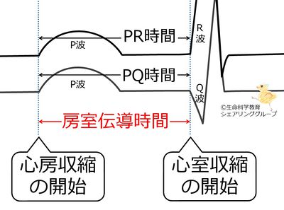 房室伝導時間.jpg