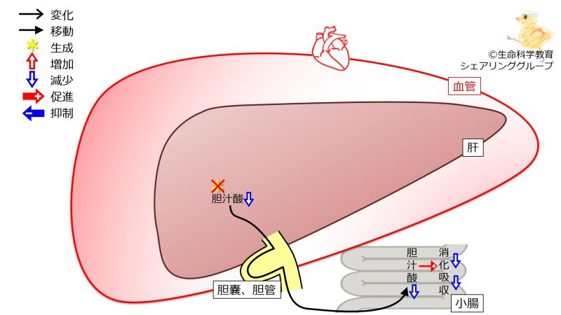 ファイル:BileAcidSynthesisExcretionLiverFailure.jpg